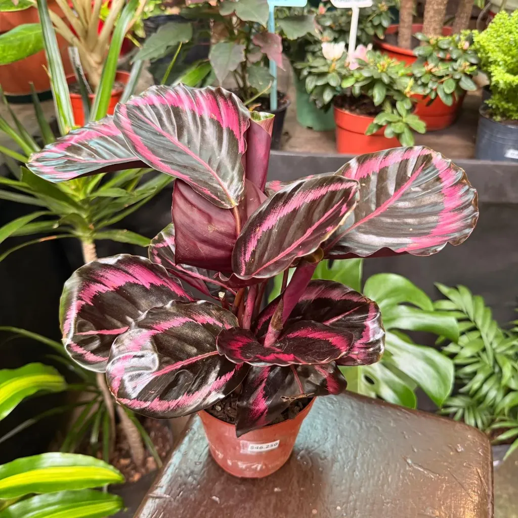 Calathea Roseopicta Crimson