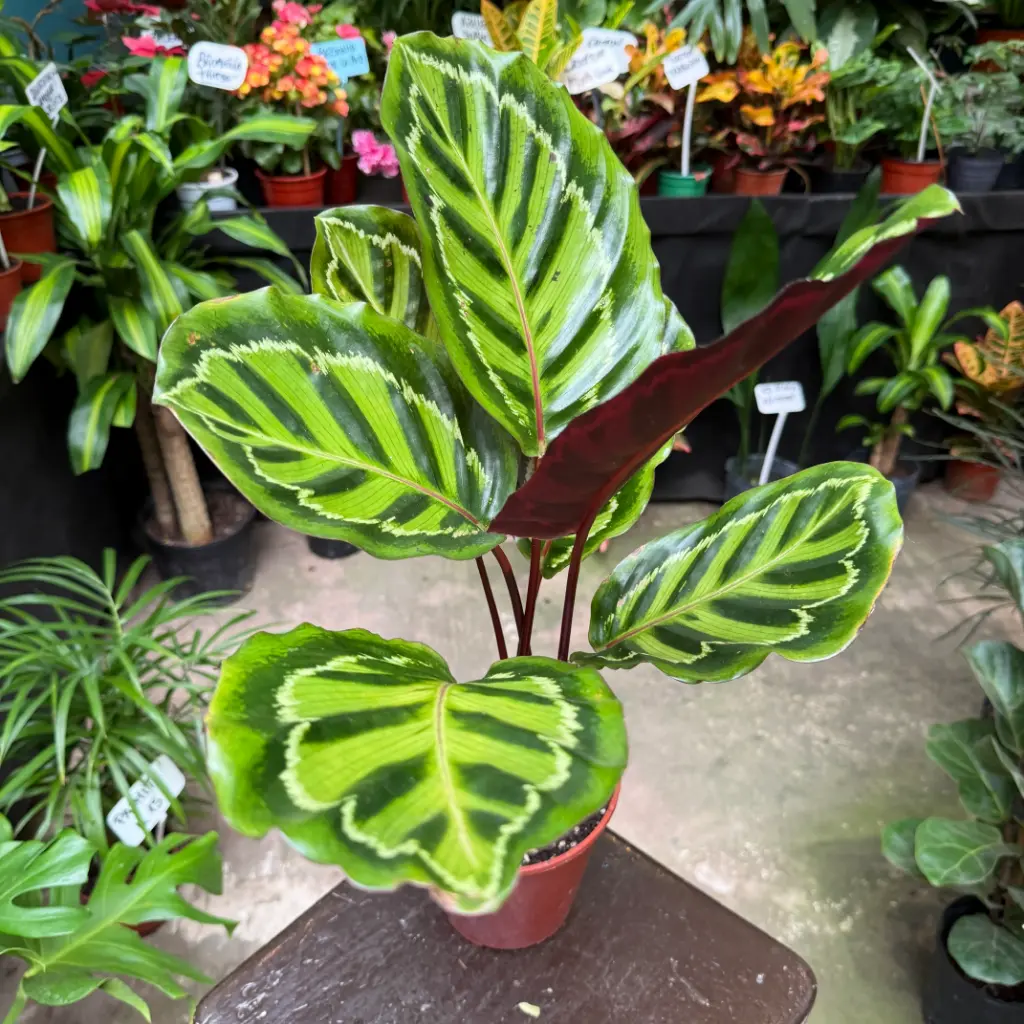 Calathea Roseopicta Ilustris