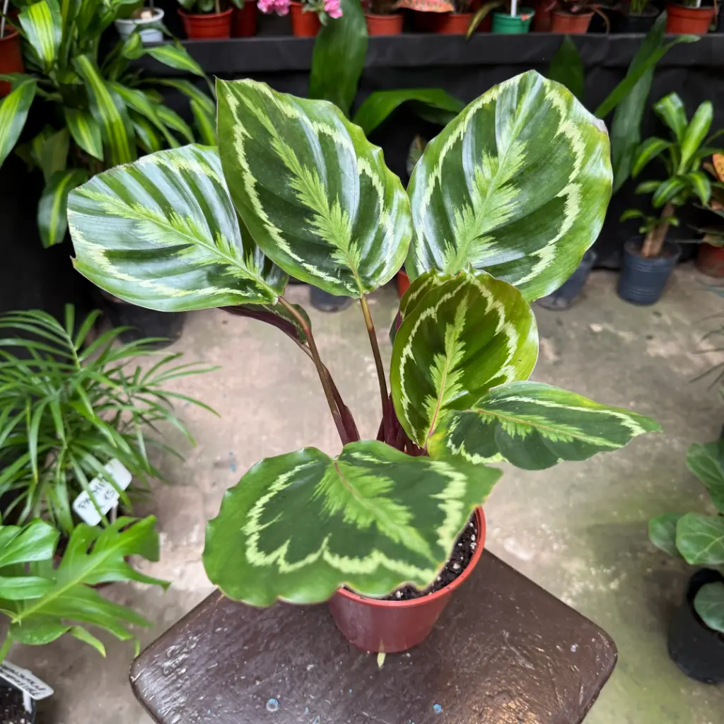 Calathea Roseopicta Medallion
