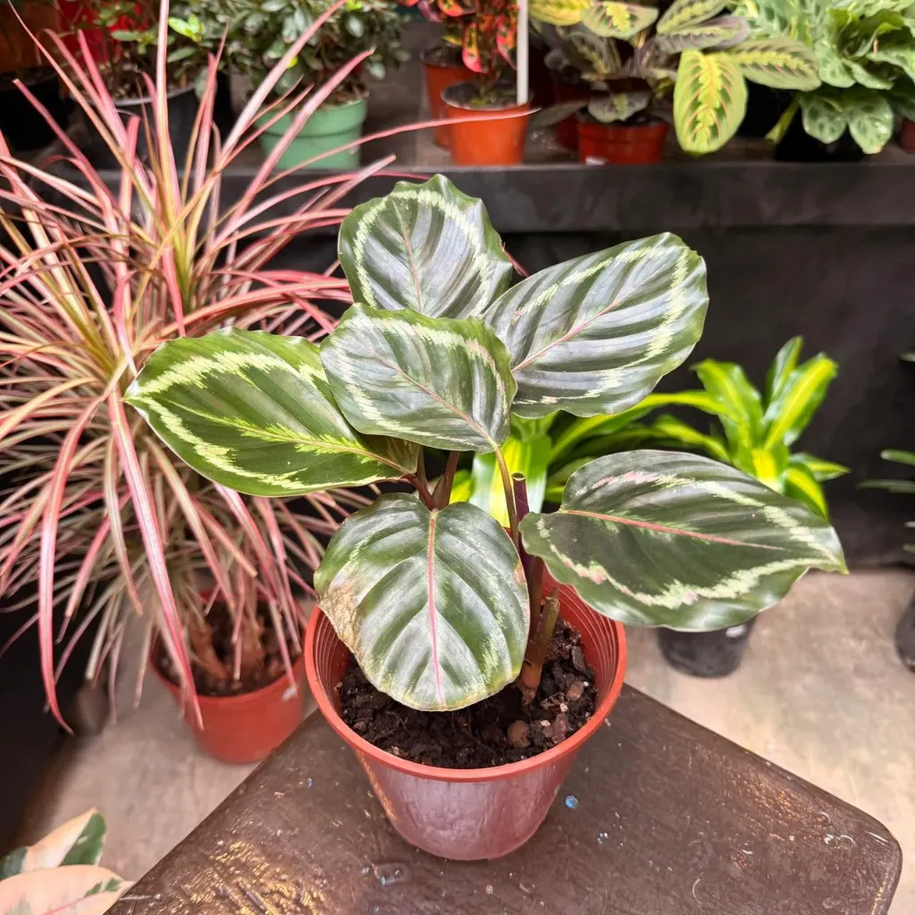 Calathea Roseopicta Rossie