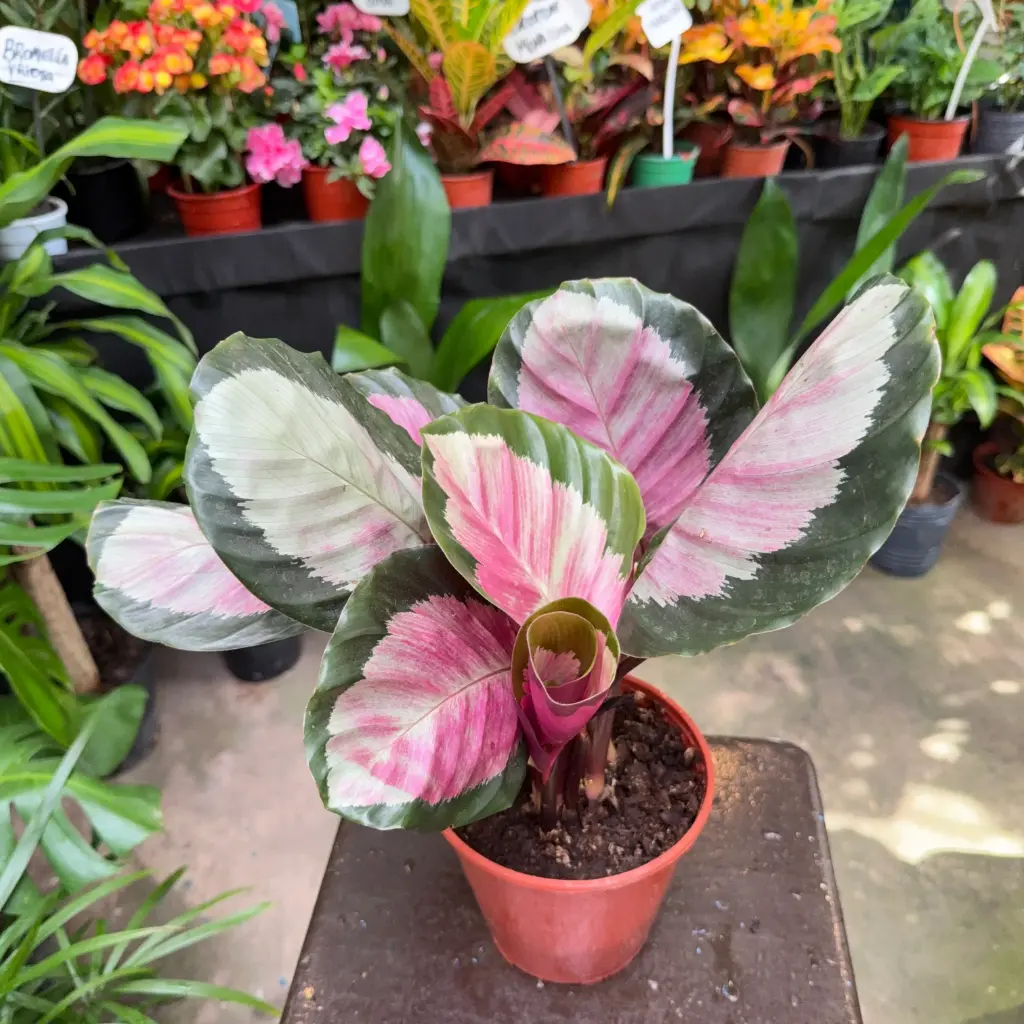 Calathea Roseopicta Silvia "Calathea Silvia" Mac 13