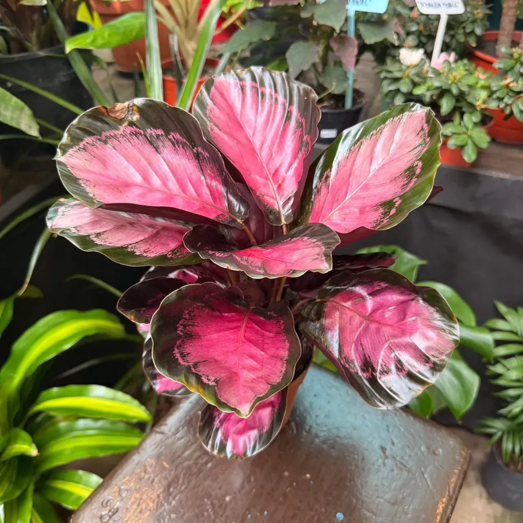 Calathea Roseopicta Silvia "Calathea Silvia"