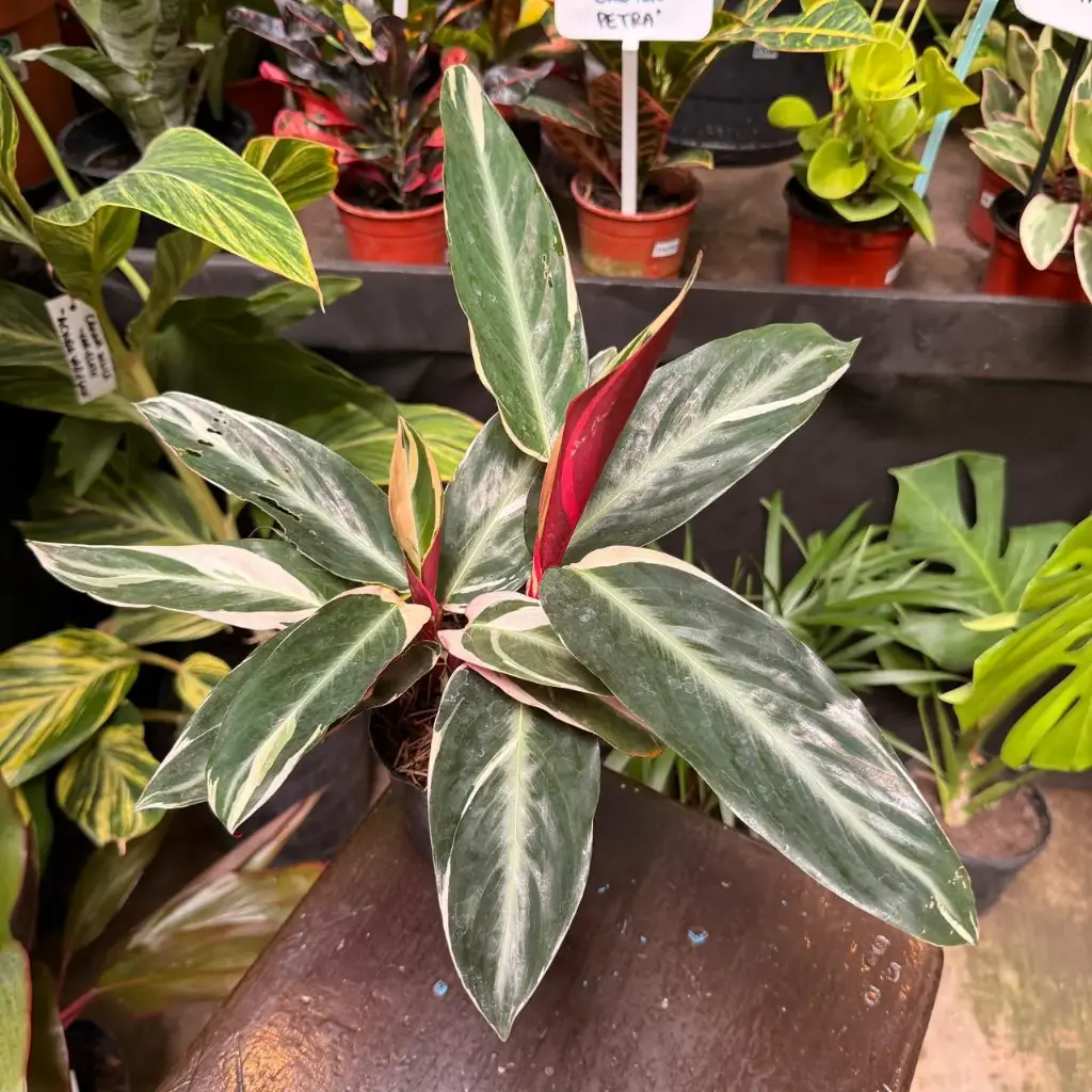 Calathea Stromanthe "Calathea triostar"