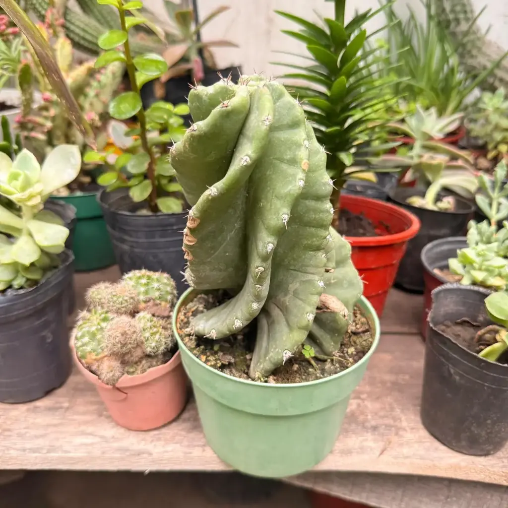 Cereus Forbesii Spiralis "Cactus espiralado"