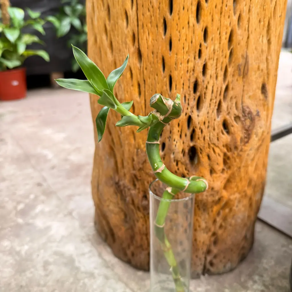 Dracaena braunii "Bamboo de la suerte"