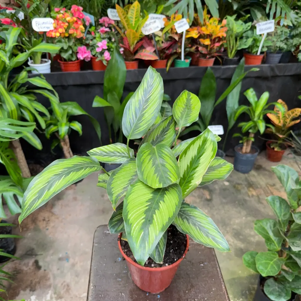 Goeppertia Beauty Star "Calathea Ornata"