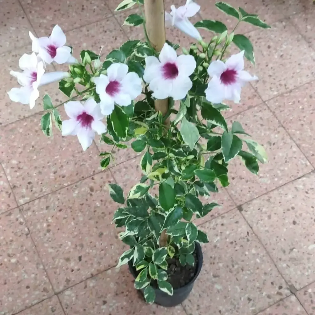 Pandorea jasminoides variegada "Bignonia jazminoide"