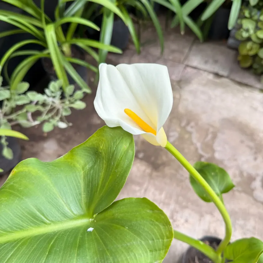 Zantedeschia aethiopica "Cala Blanca"