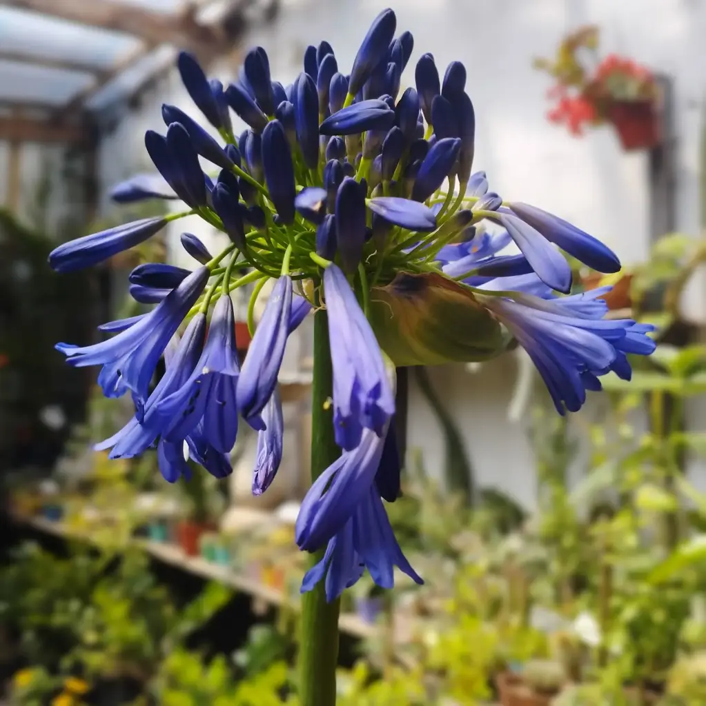 Agapanthus Azul Maceta 4 litros