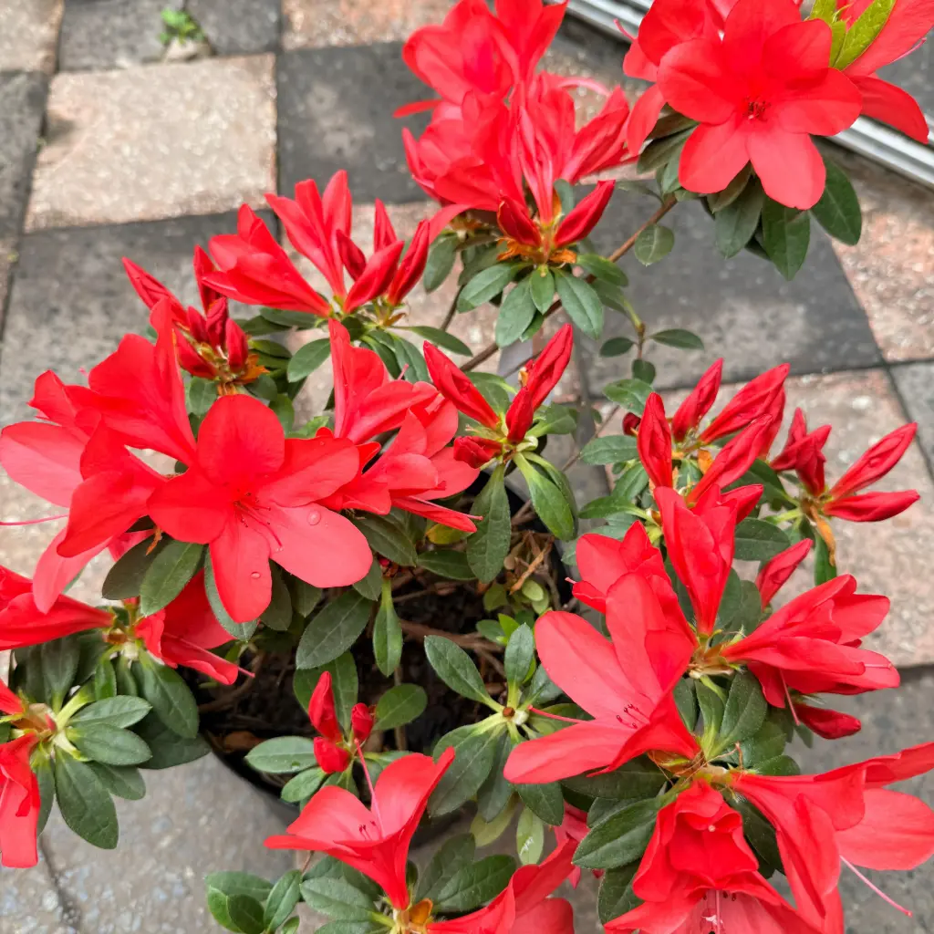 Azalea de jardín Maceta 5 litros