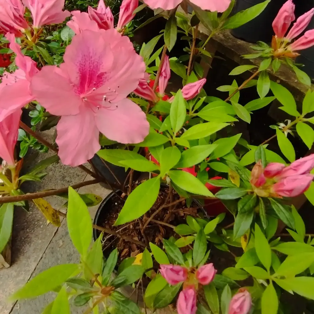 Azalea de jardín Maceta 5 litros