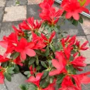 Azalea de jardín Maceta 5 litros