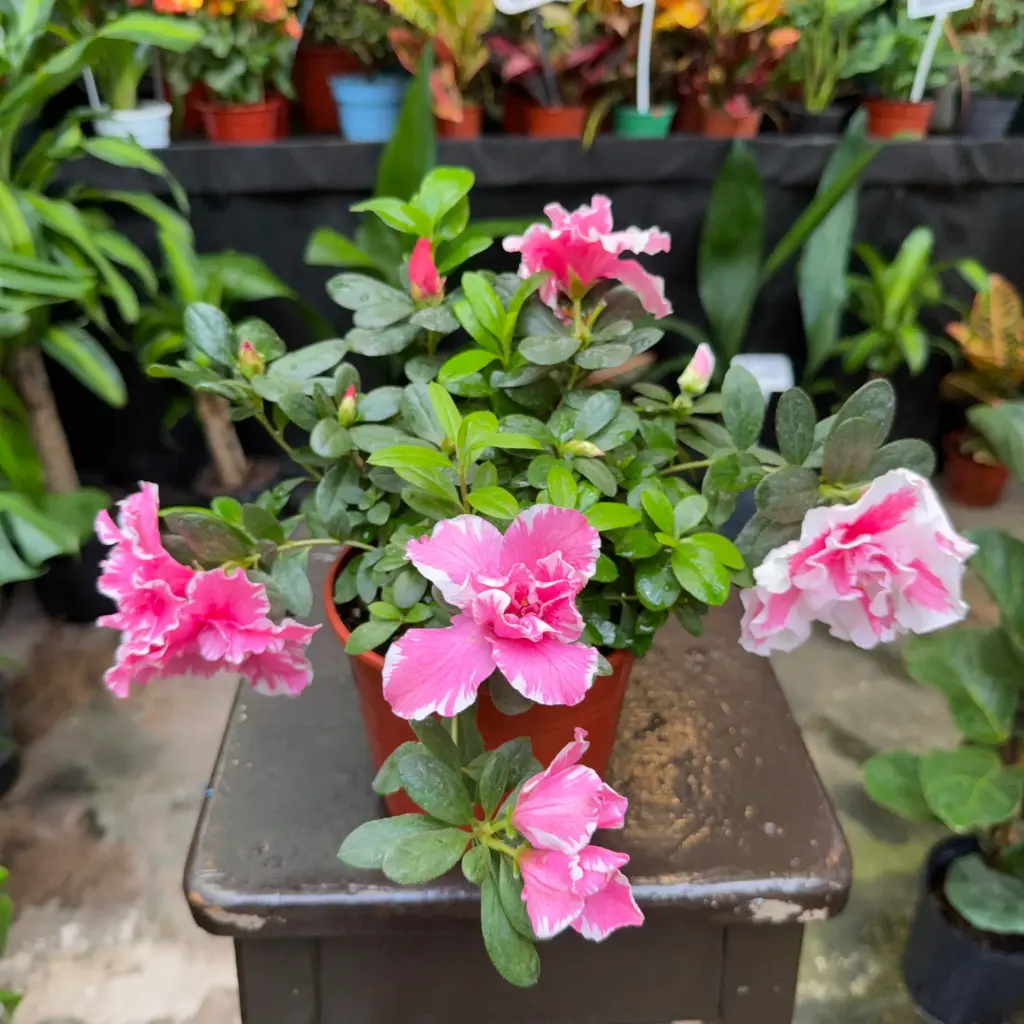 Rhododendron simsii "Azalea Doble" (Rojo)