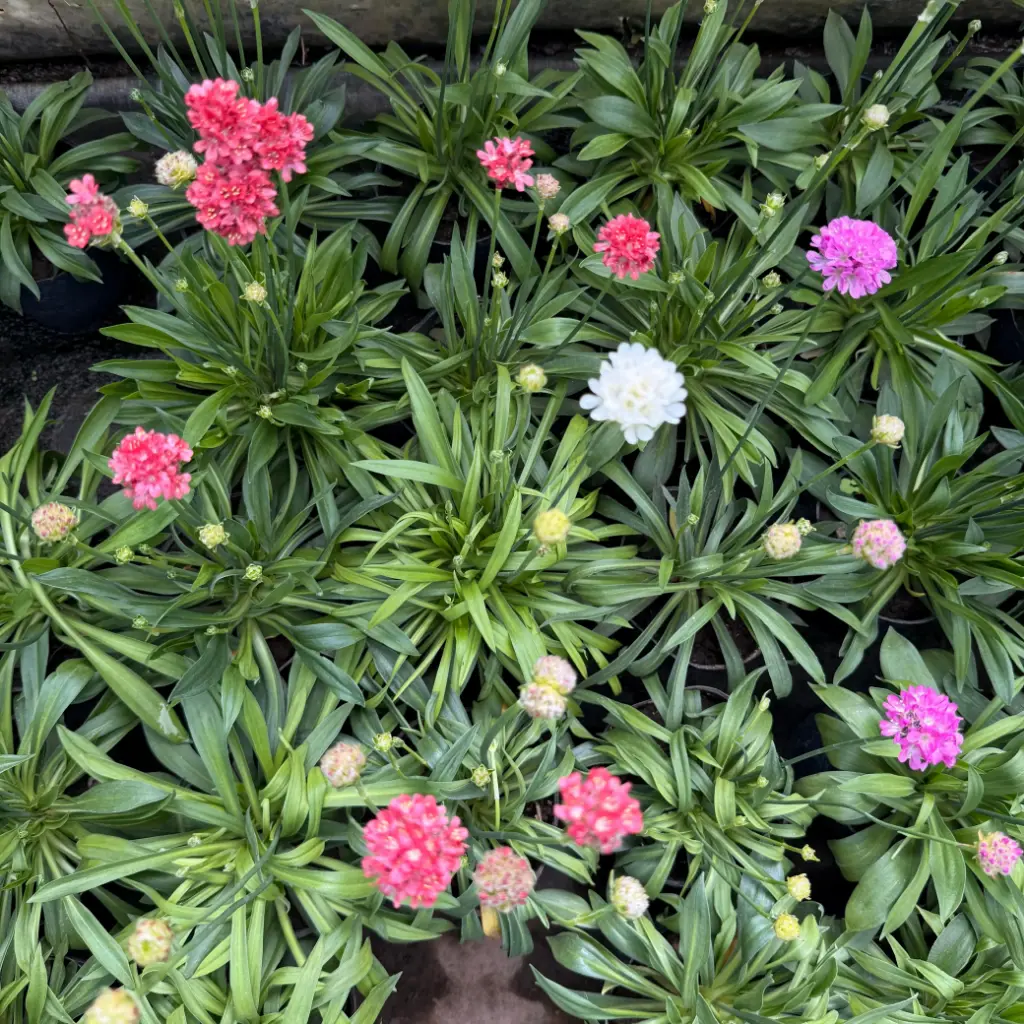 Armeria Maceta N°12