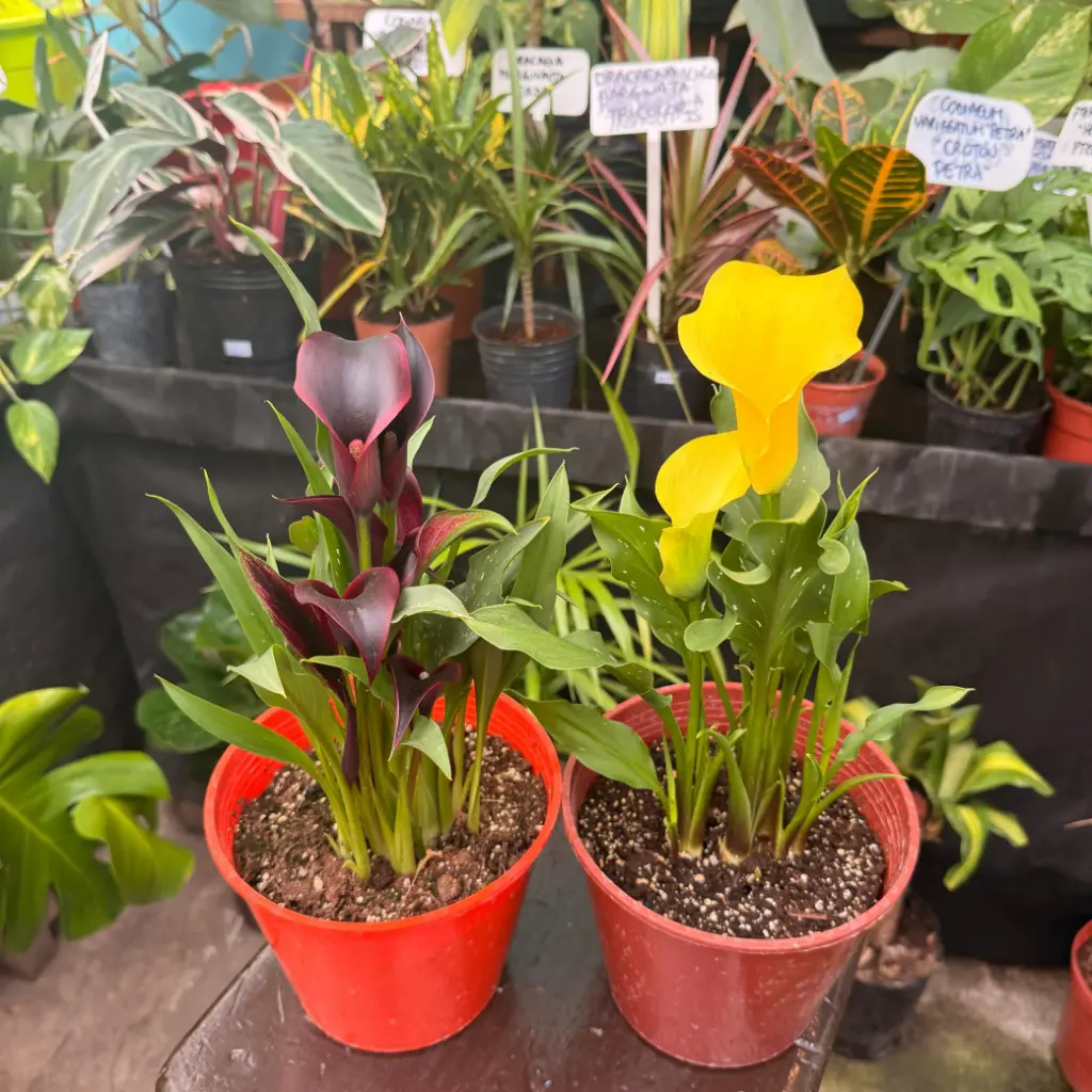 Zantedeschia pentlandiila,elliottiana,rehmannii "Cala de color" Maceta N°11