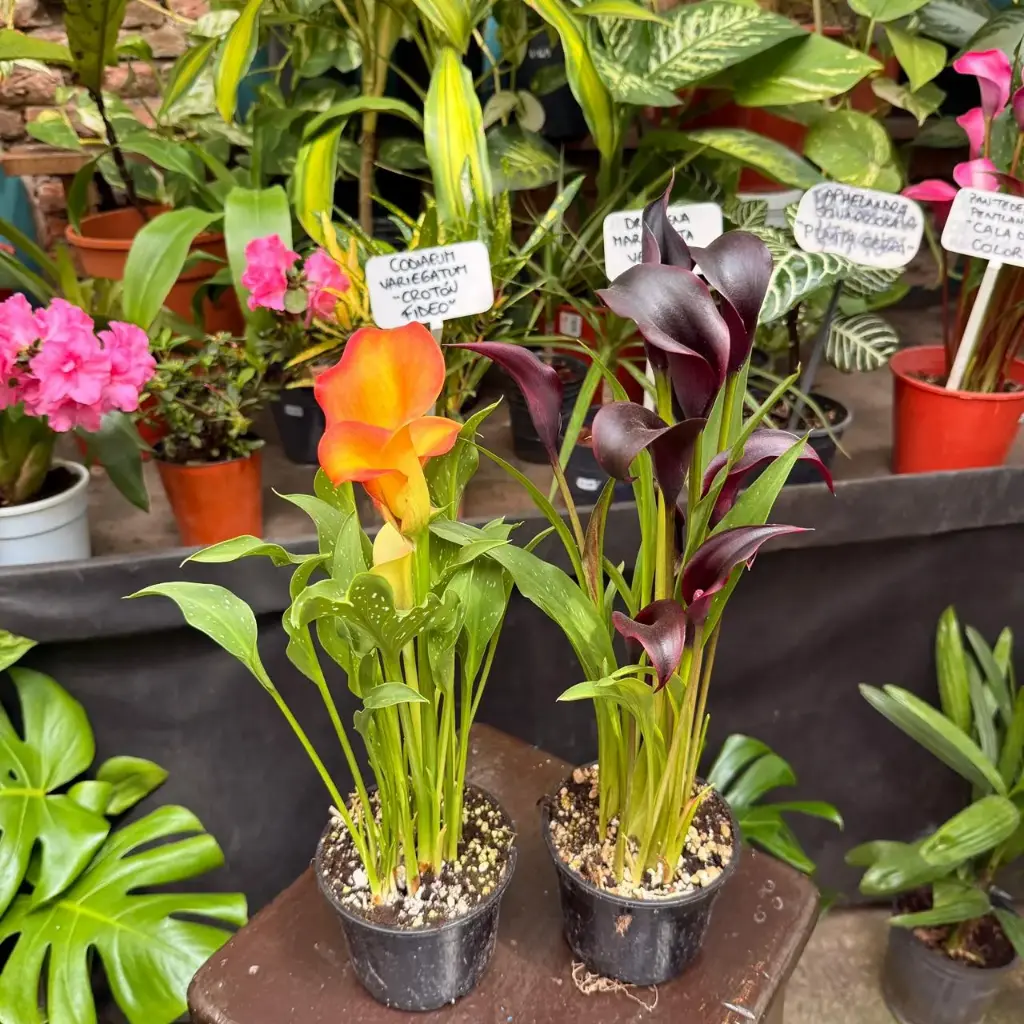 Zantedeschia pentlandiila,elliottiana,rehmannii "Cala de color" chico