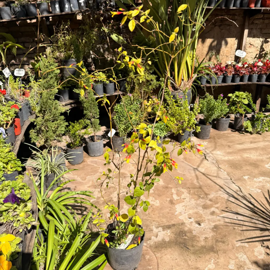 Justicia floribunda "Bandera española"