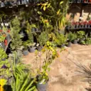 Justicia floribunda "Bandera española"