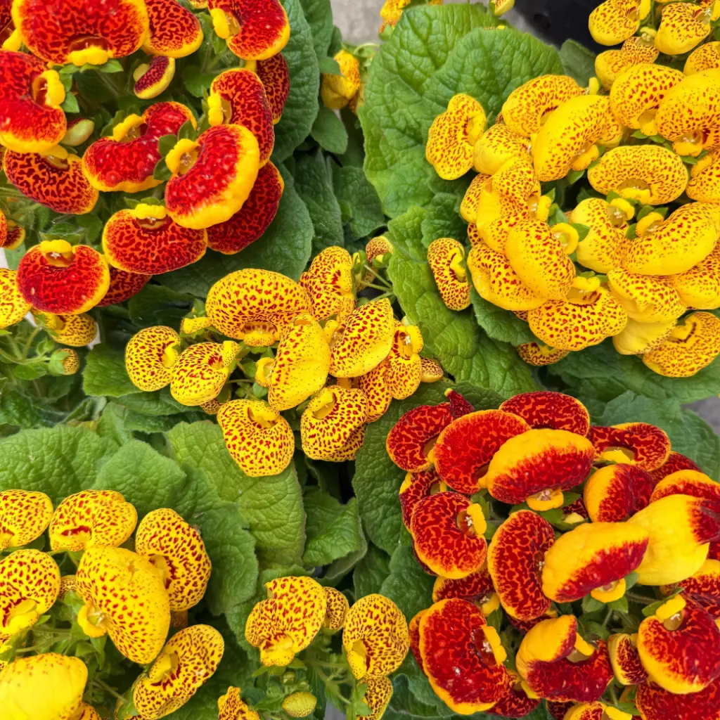 Calceolaria x Herbeohybrida