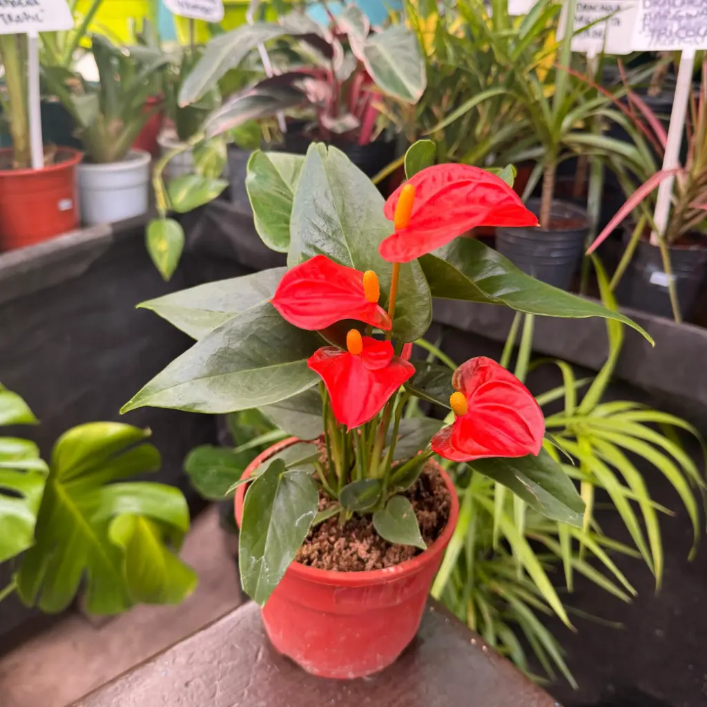 Anthurium andraeanum "Anturio" mediano (Rojo)