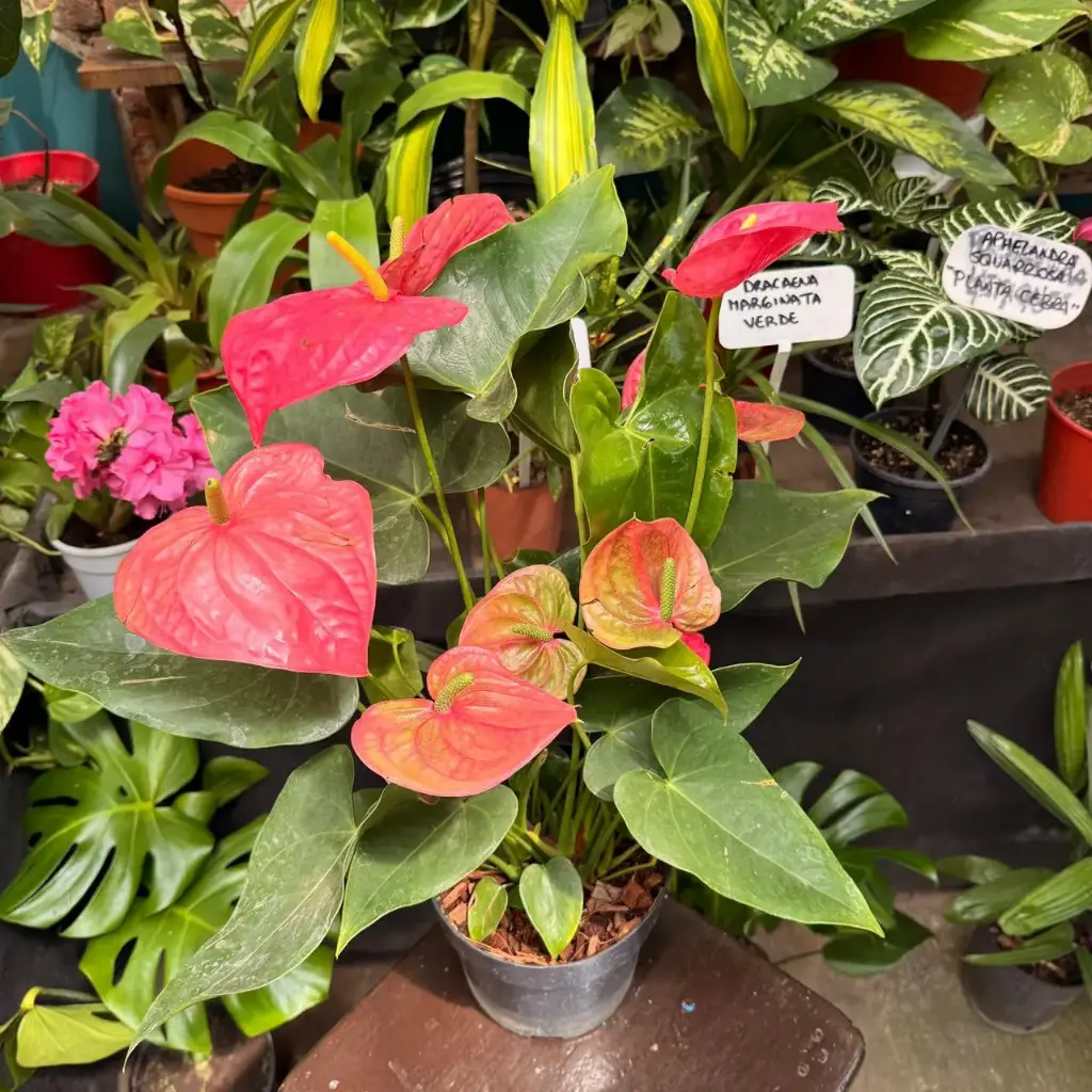 Anthurium andraeanum "Anturio" grande (Rojo)