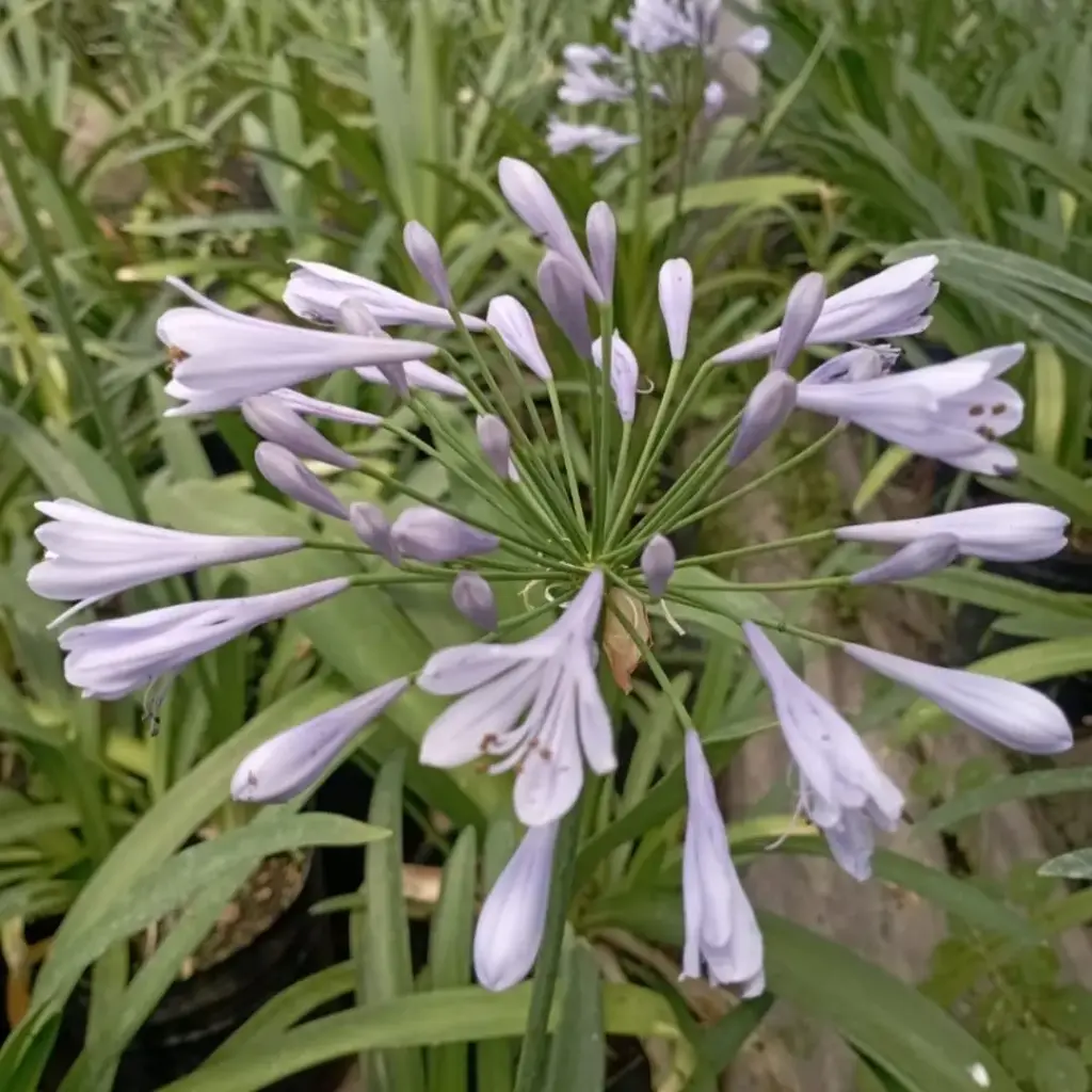 Agapanthus africanus "Agapanthus lila"