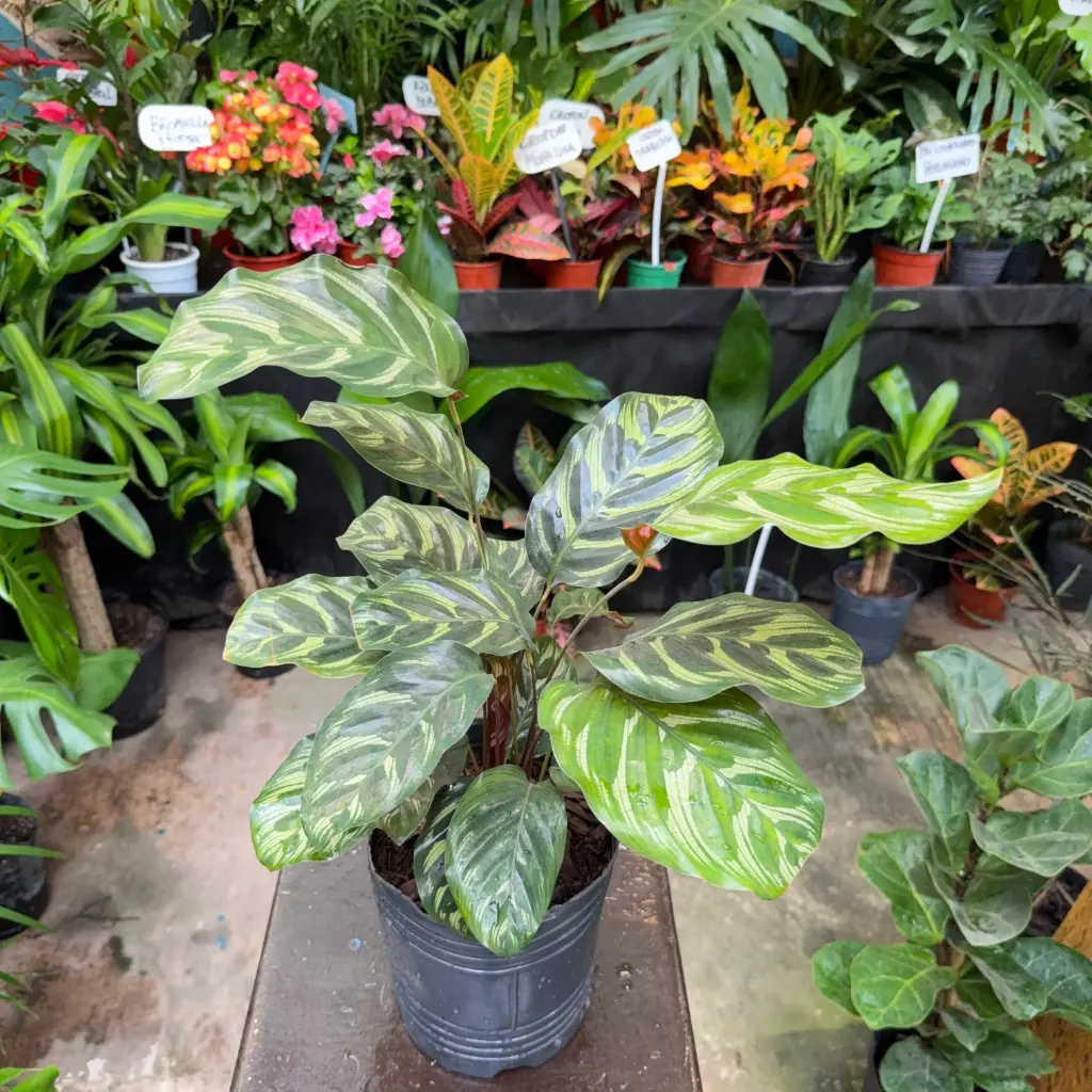 Goeppertia makoyana "Calathea Makoyana" grande