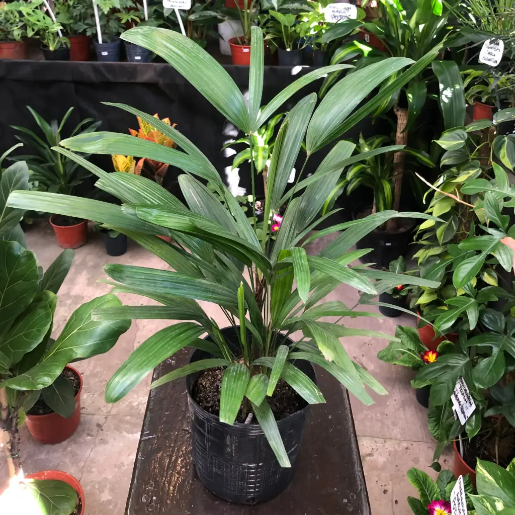 Rhapis excelsa "Raphis" chico