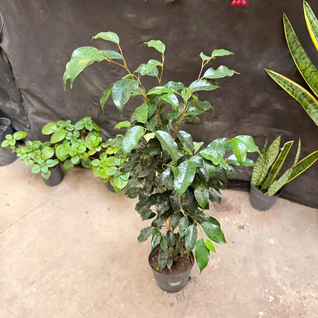 Ficus benjamina 'black' "Ficus negro" chico