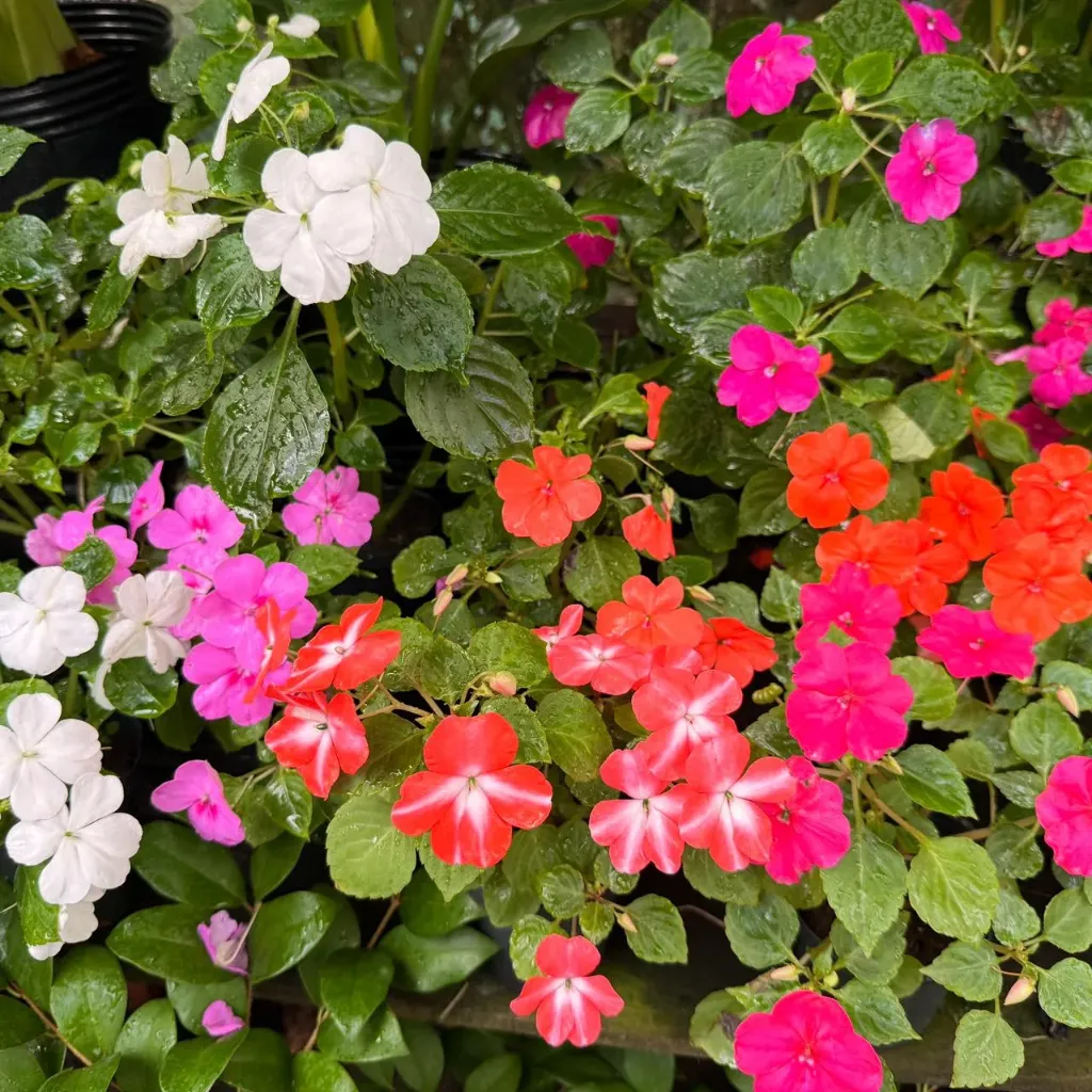 Impatiens Walleriana "Alegría del Hogar" plantín