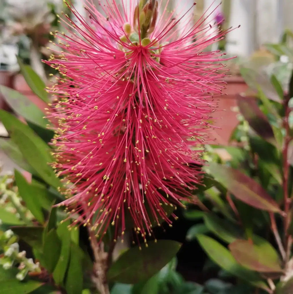 Callistemon Citrinus "Limpia tubo" grande