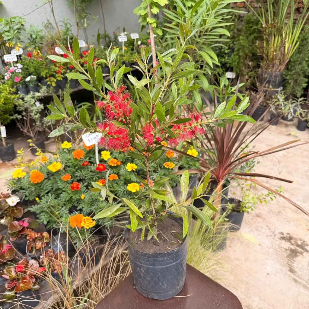 Callistemon Citrinus "Limpia tubo" mAC 3L