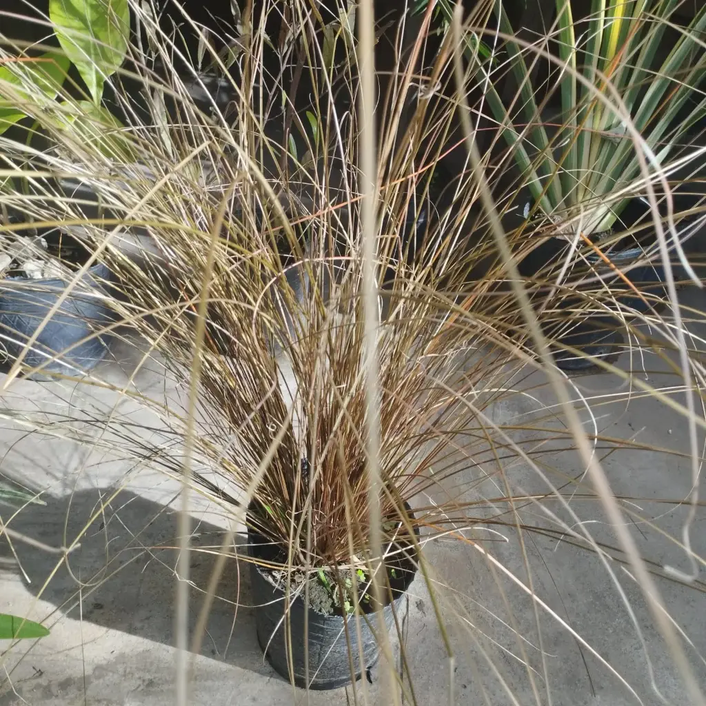 Carex Buchananii