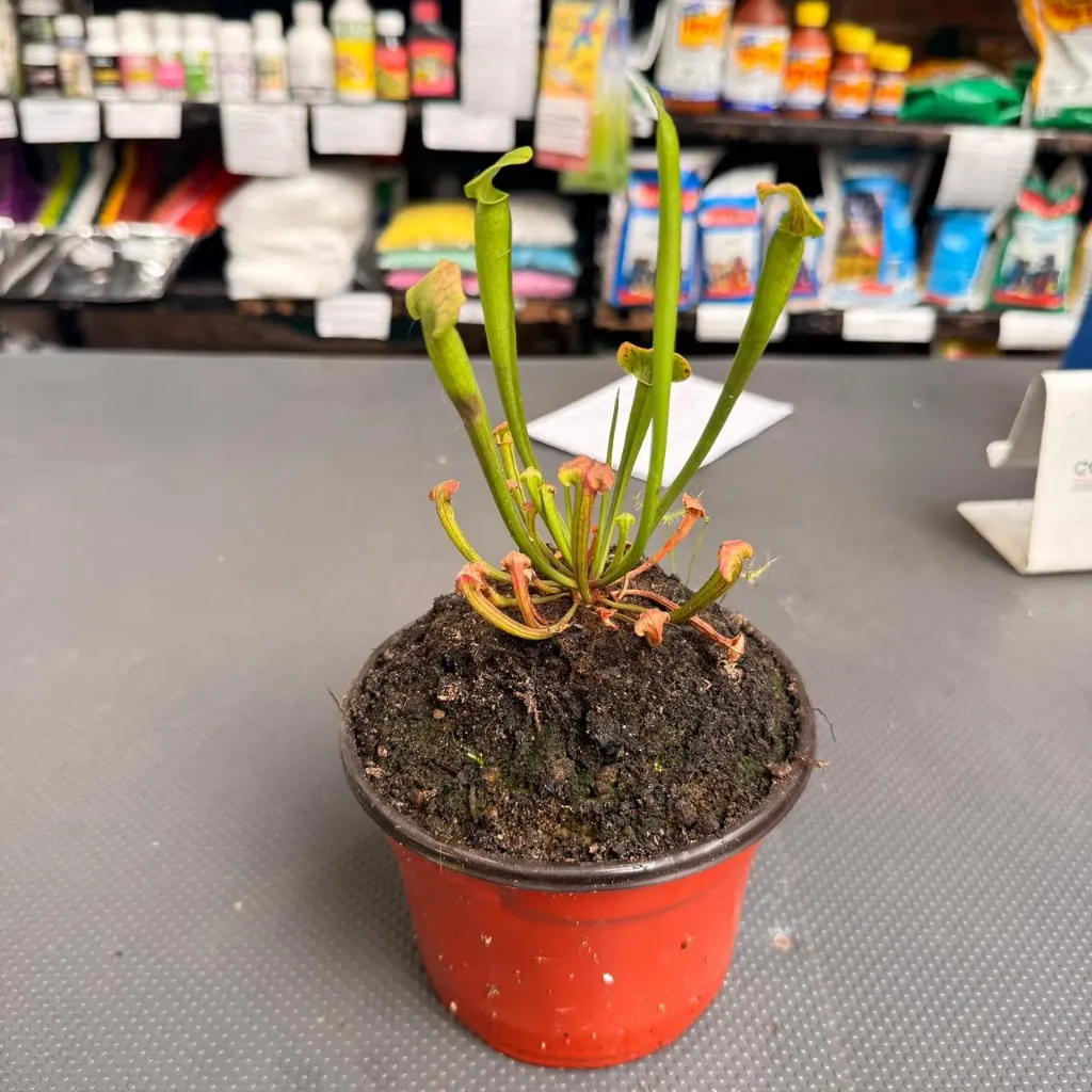 Carnívora Sarracenia Mac 12