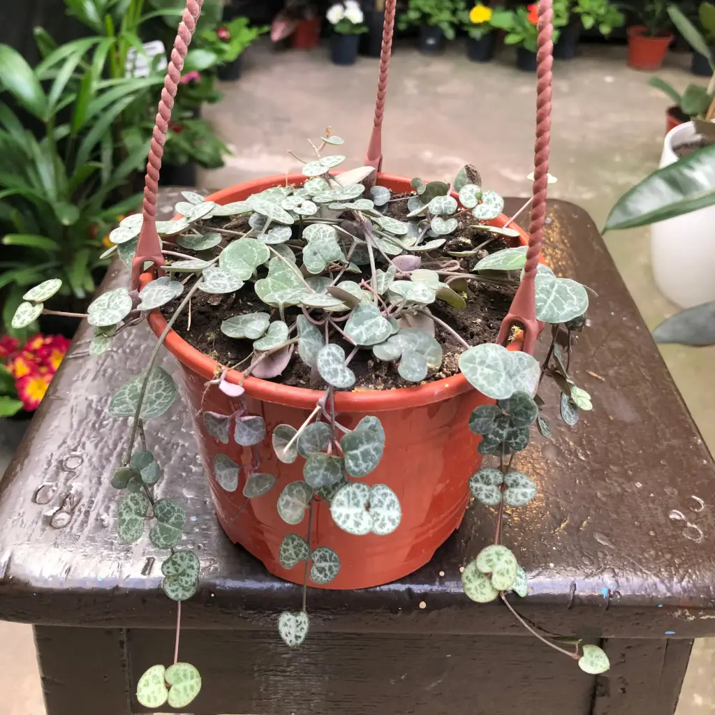 Ceropegia Woodii "Corazón de madre" 