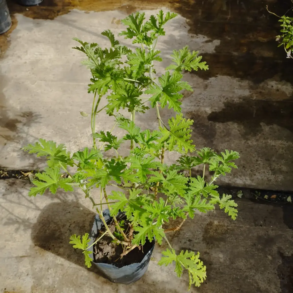 Pelargonium Graveolens "Citronella" Maceta 3 Litros