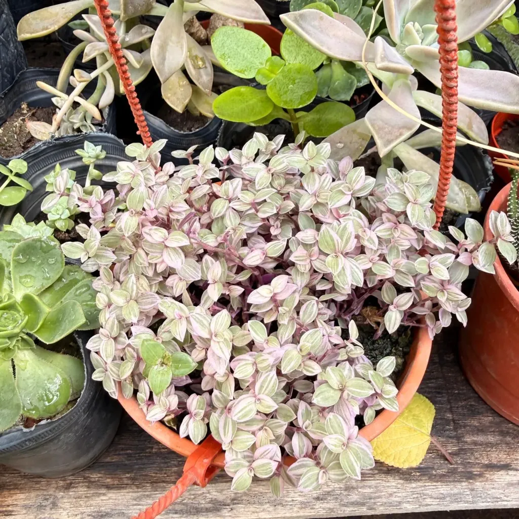 Callisia Repens "Pink Lady"