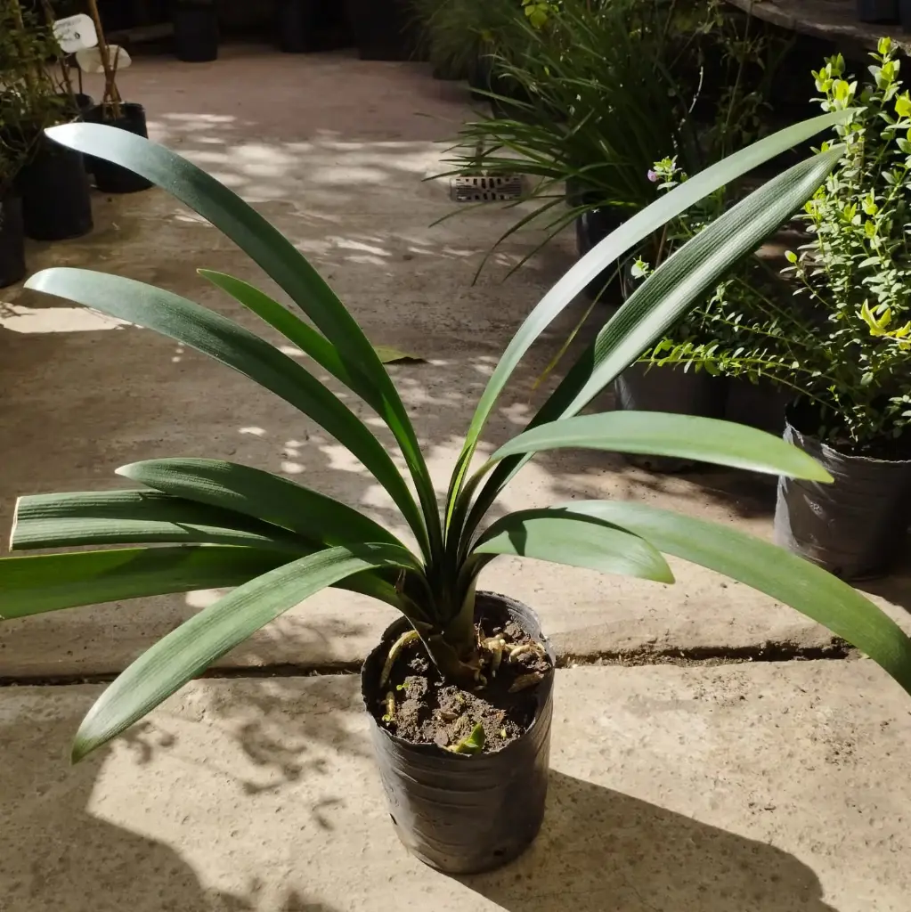 Clivia  