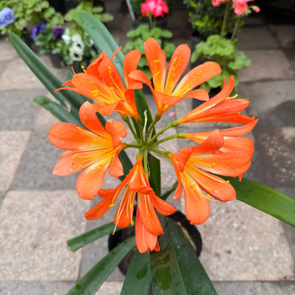 Clivia  