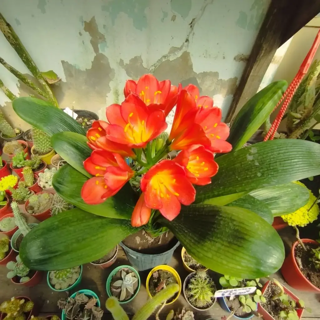 Clivia doble