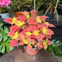 Plectranthus scutellarioides "Cretona perenne"