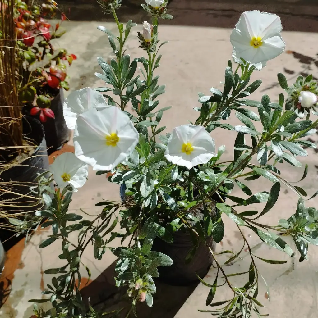 Convolvulus