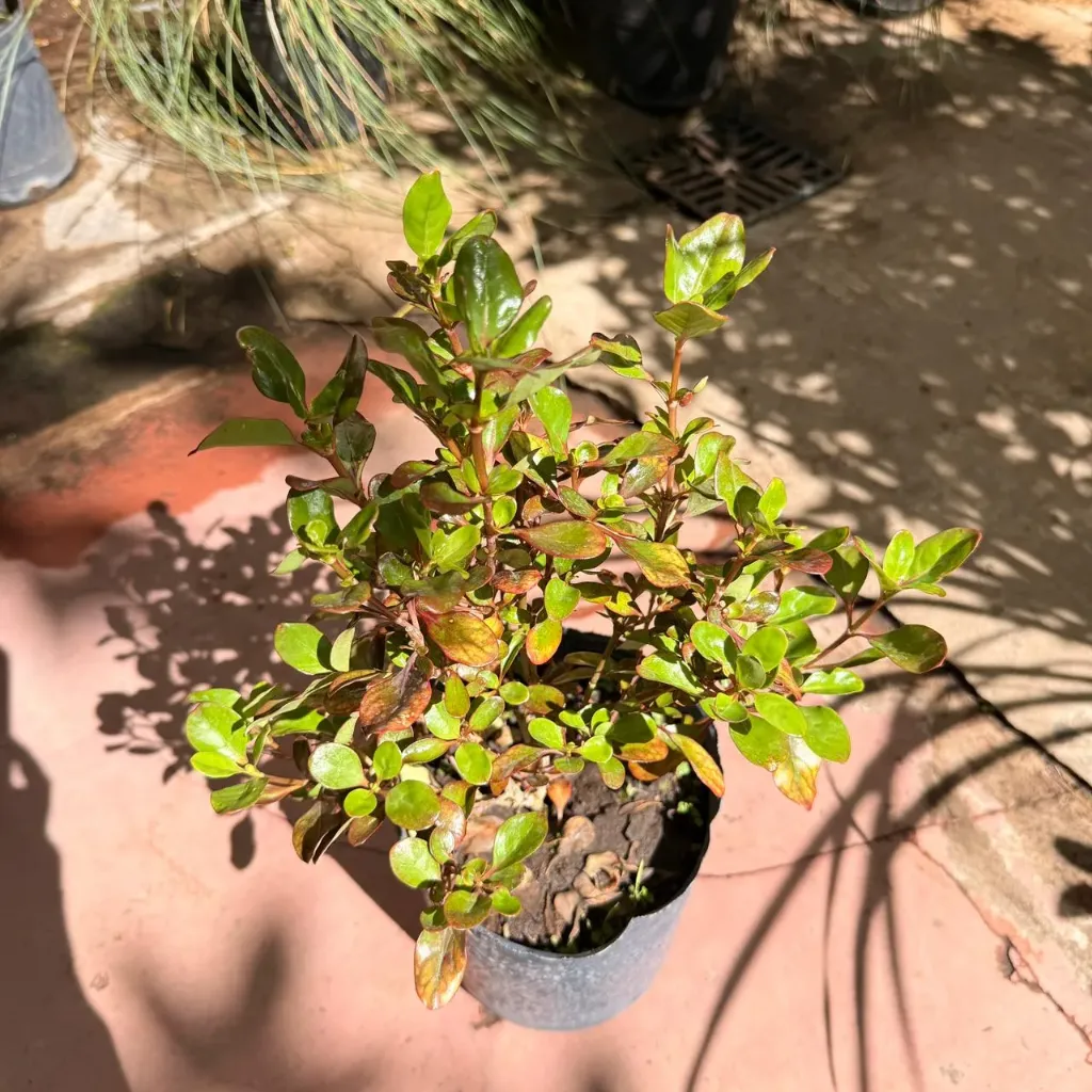Coprosma repens rubra