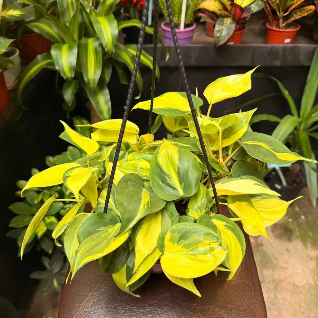 Philodendron hederaceum 'Brasil' "Cordatum Brasil" colgante