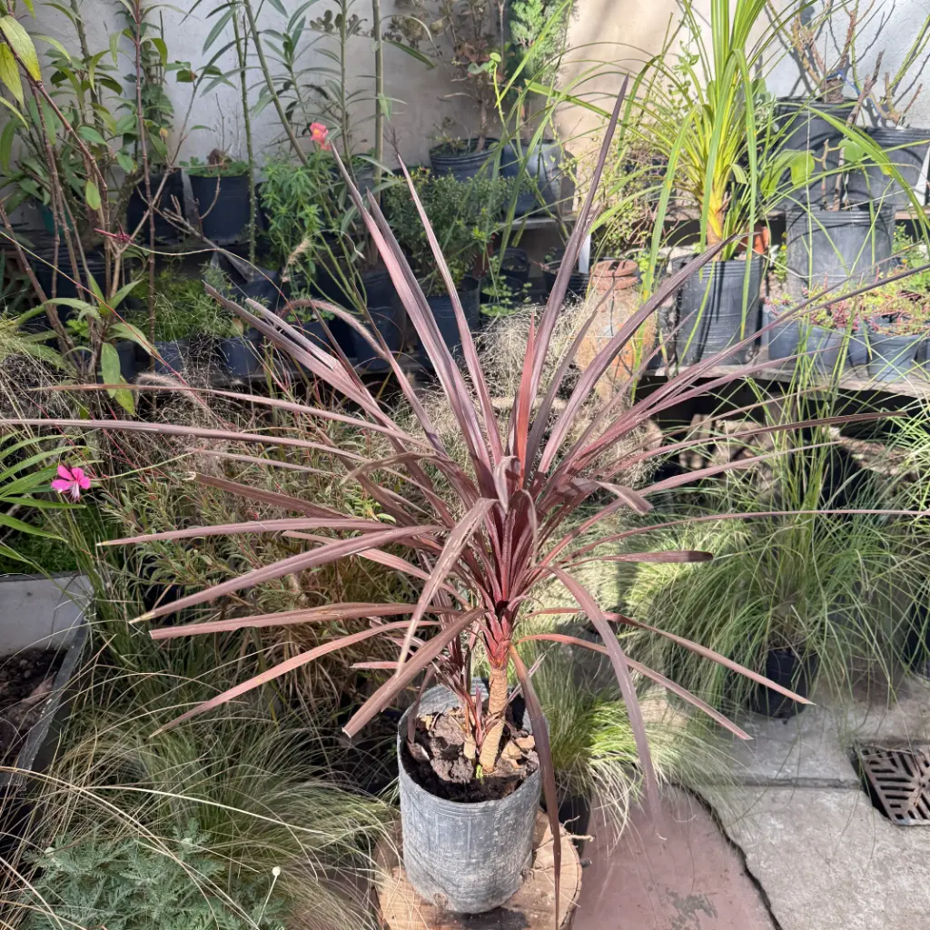 Cordyline Australis rubra chica