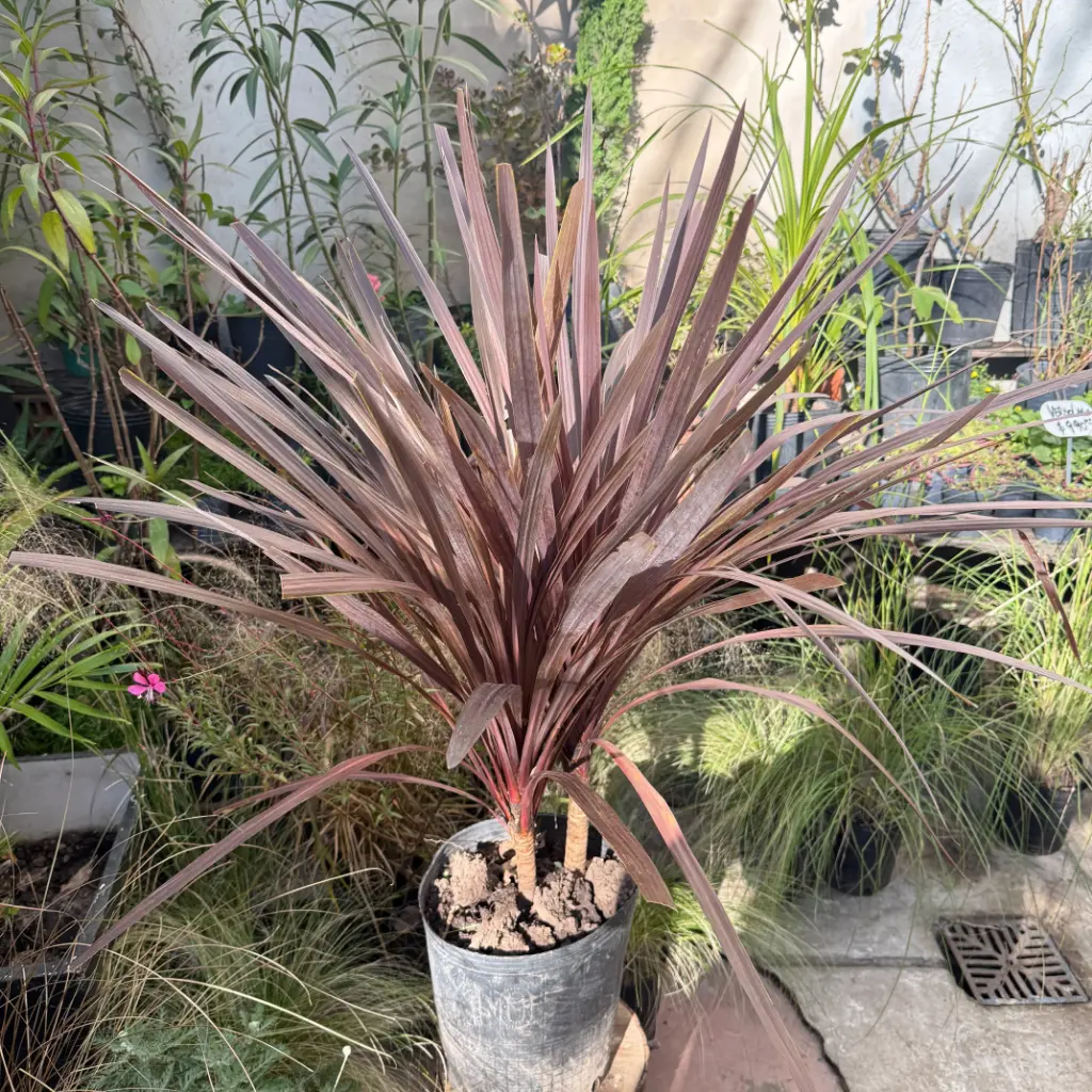 Cordyline Australis rubra grande