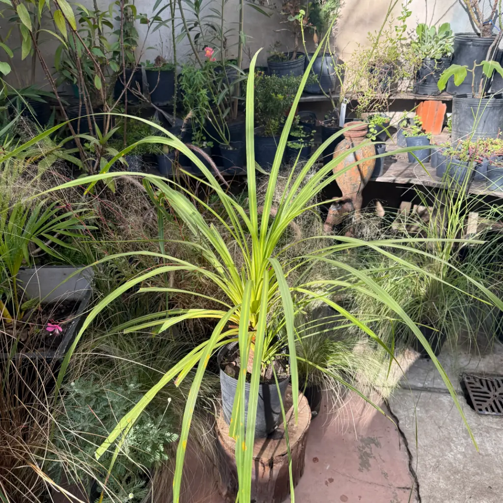 Cordyline Australis verde Maceta 4 litros