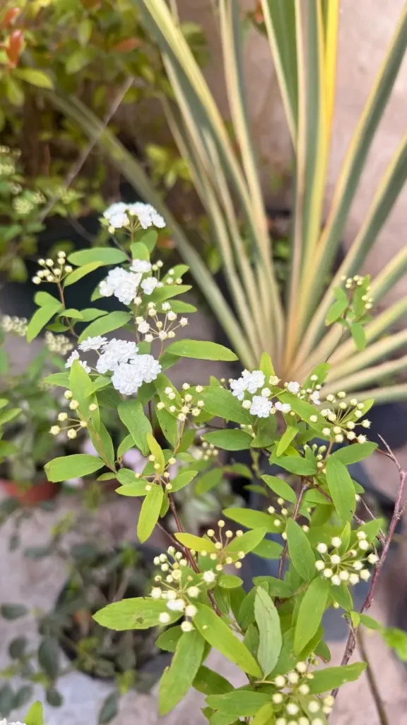 Corona de novia "Spiraea Cantoniensis" Maceta 3 litros
