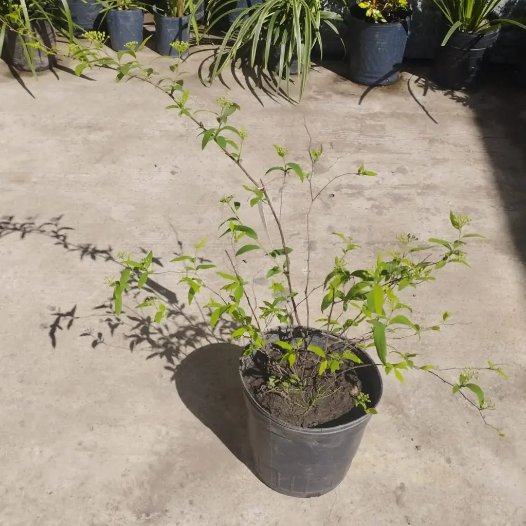 Corona de novia "Spiraea Cantoniensis" Maceta 3 litros