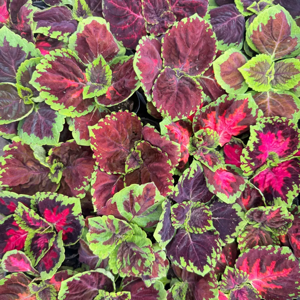 Coleus scutellarioides "Cretona"